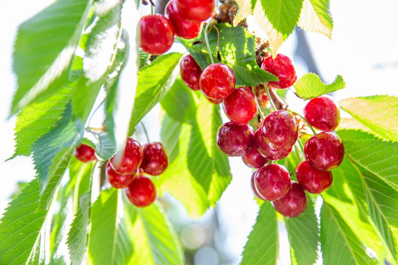 Fruit Park Fujiya Hotel Yamanashi  Exterior foto
